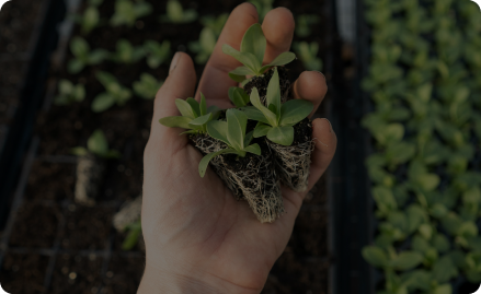 TerraLink Horticulture Inc.